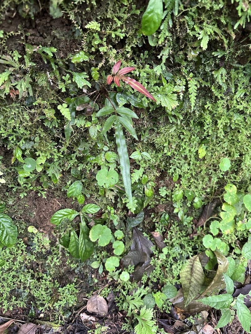 Blechnum gracile photo 4