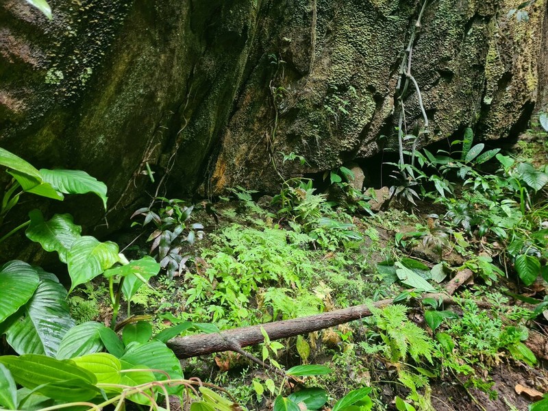 Blechnum gracile photo 5