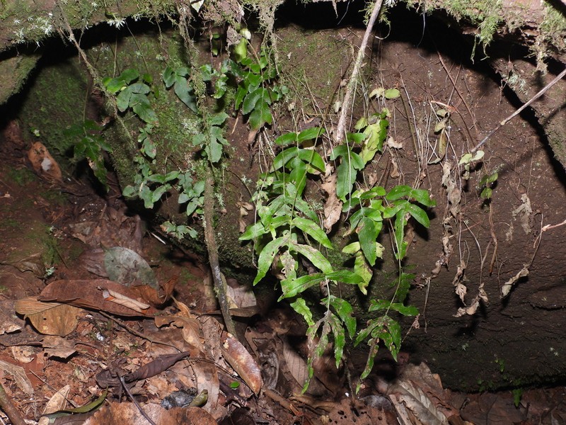 Blechnum gracile photo 6