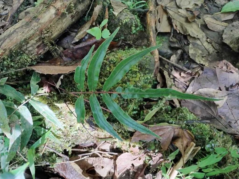 Blechnum gracile photo 7