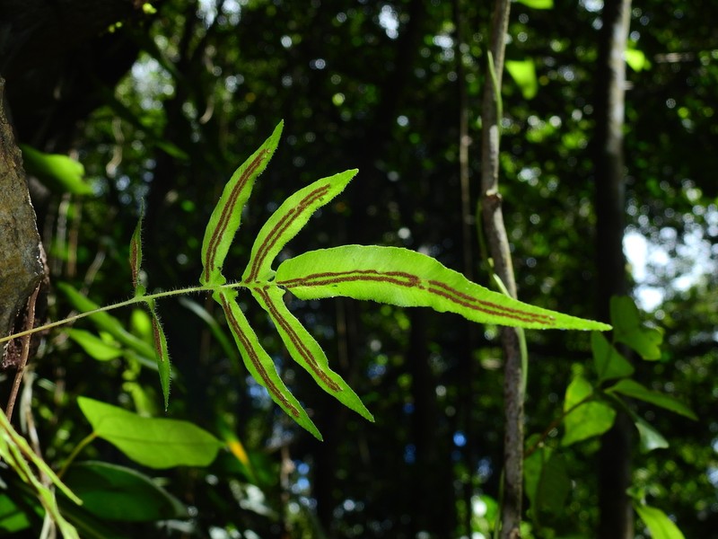 Blechnum gracile photo 8