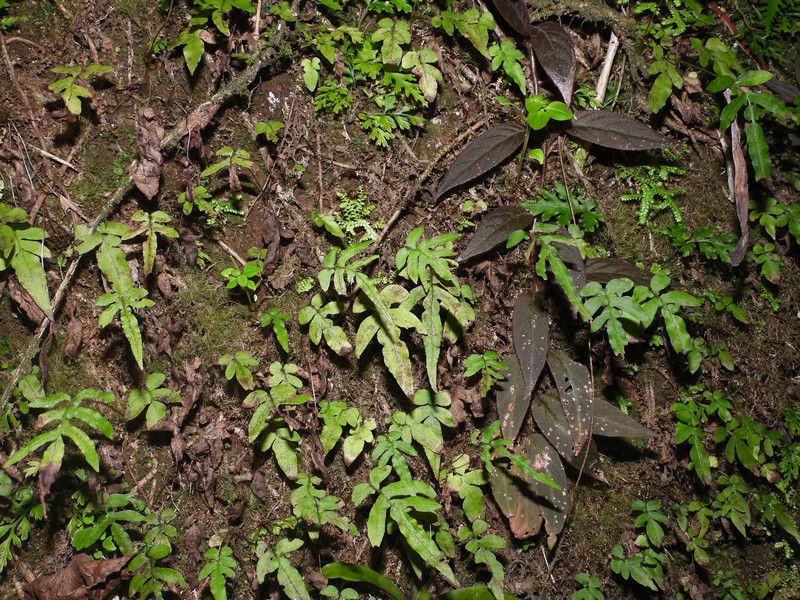Blechnum gracile var. pilosum