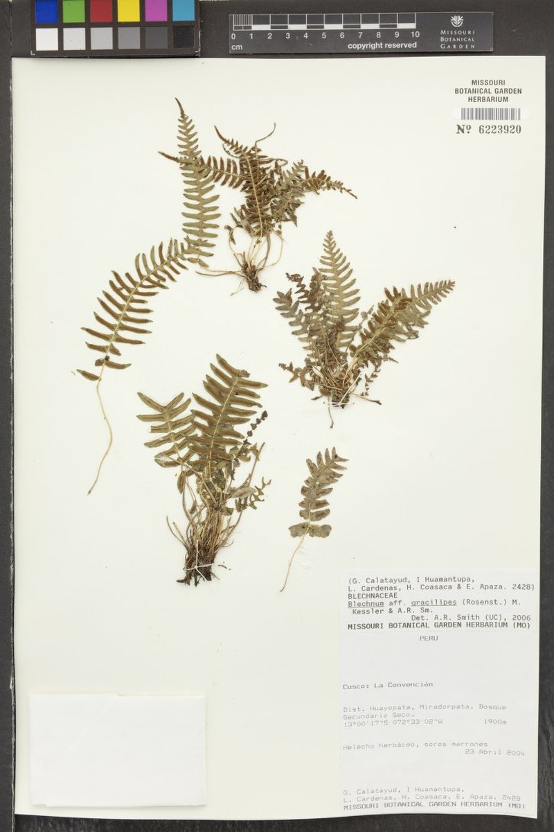 Blechnum gracilipes photo 2