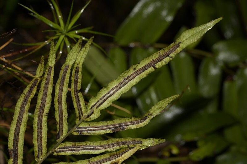 Blechnum gregsonii