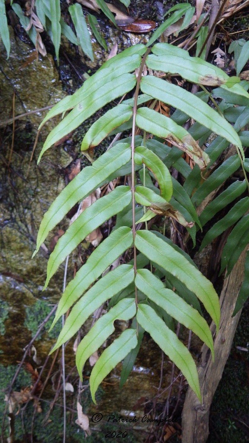 Blechnum gregsonii photo 2
