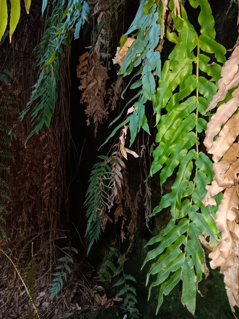 Blechnum gregsonii photo 3