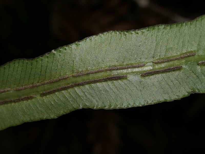 Blechnum gregsonii photo 4