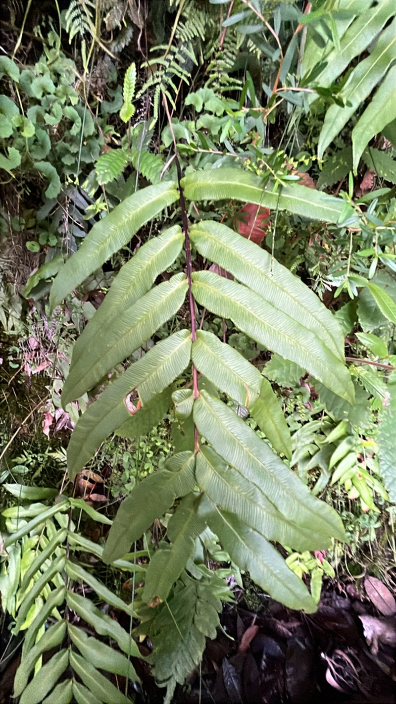 Blechnum gregsonii photo 5