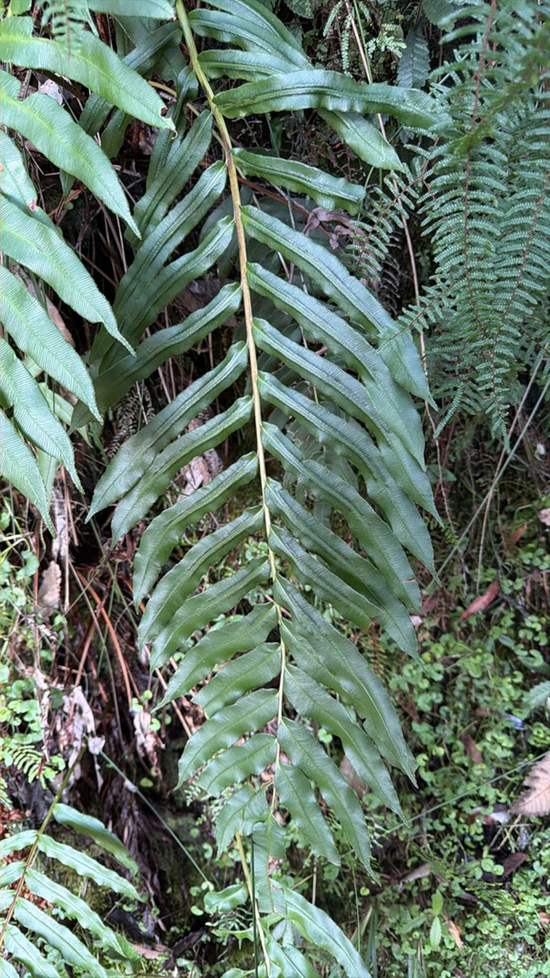 Blechnum gregsonii photo 6