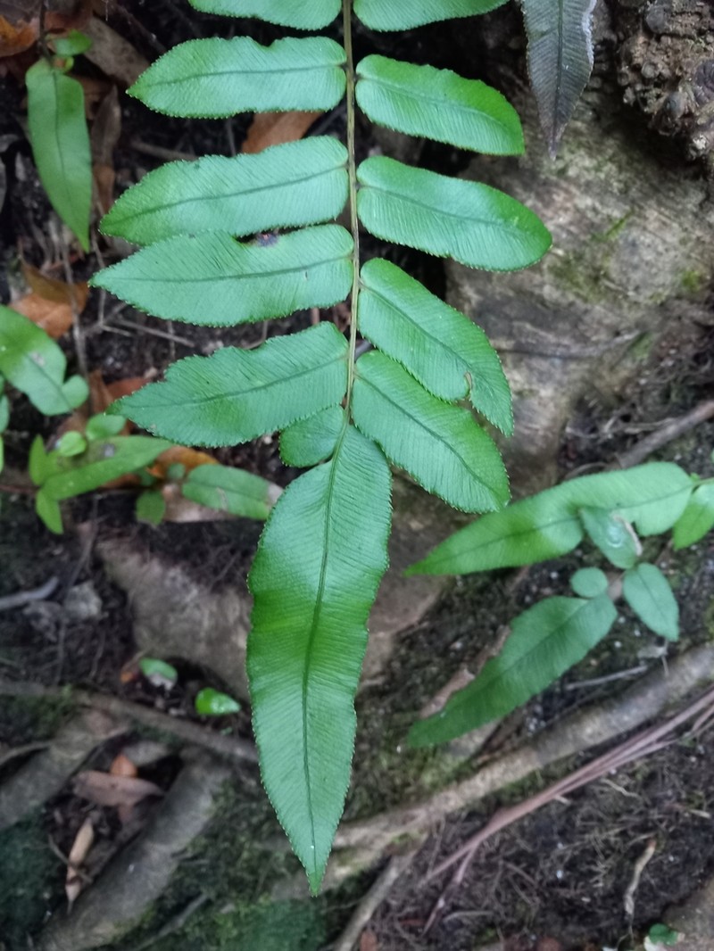 Blechnum gregsonii photo 7
