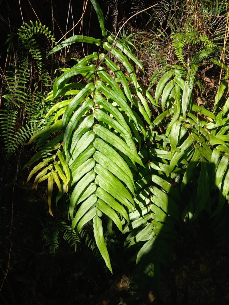 Blechnum gregsonii photo 8