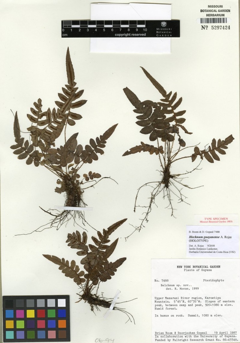 Blechnum guayanense