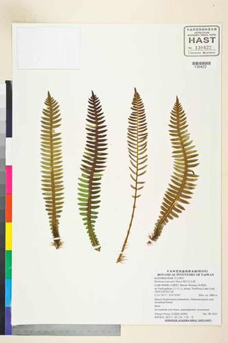Blechnum hancockii