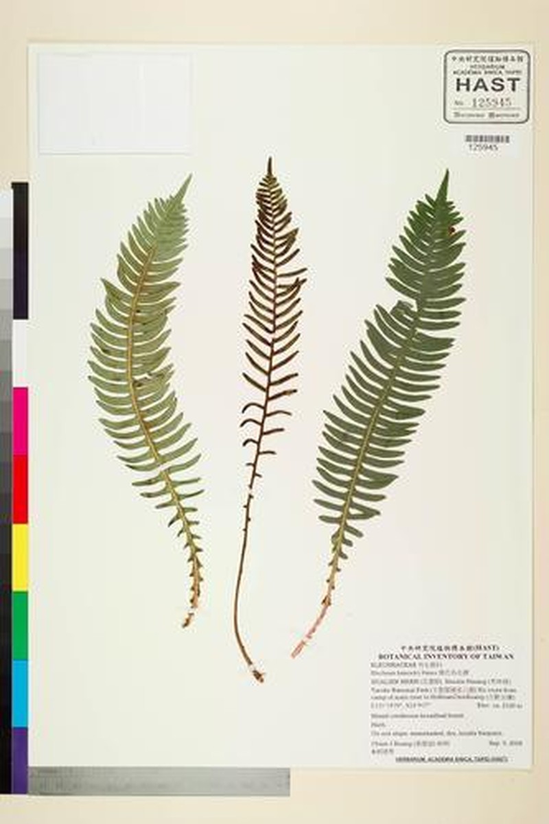 Blechnum hancockii photo 2