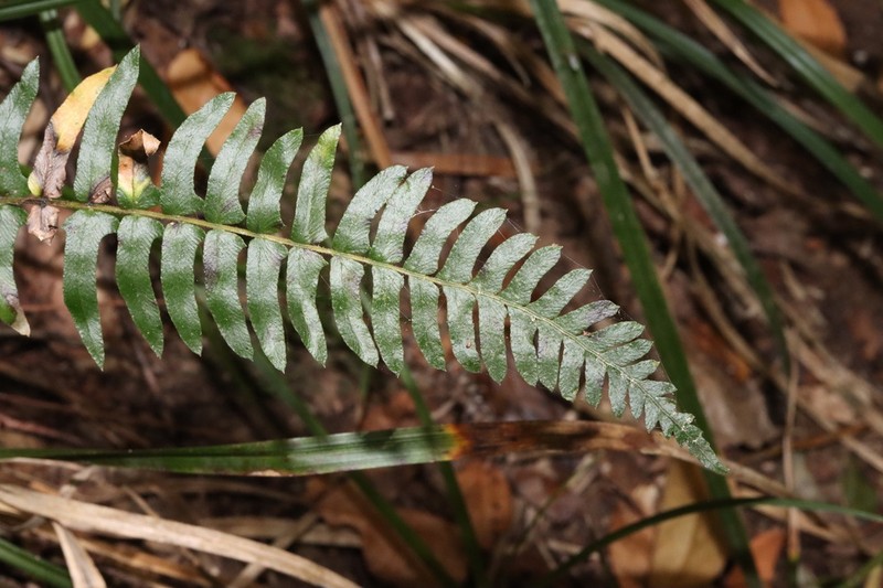 Blechnum hastatum