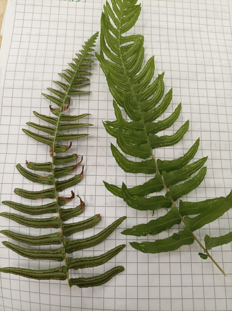 Blechnum hastatum photo 2