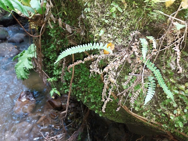Blechnum hastatum photo 3