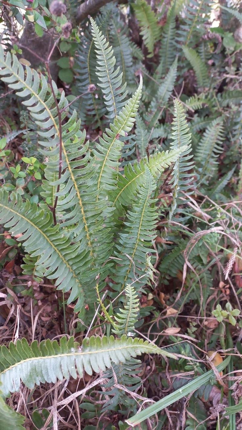Blechnum hastatum photo 4