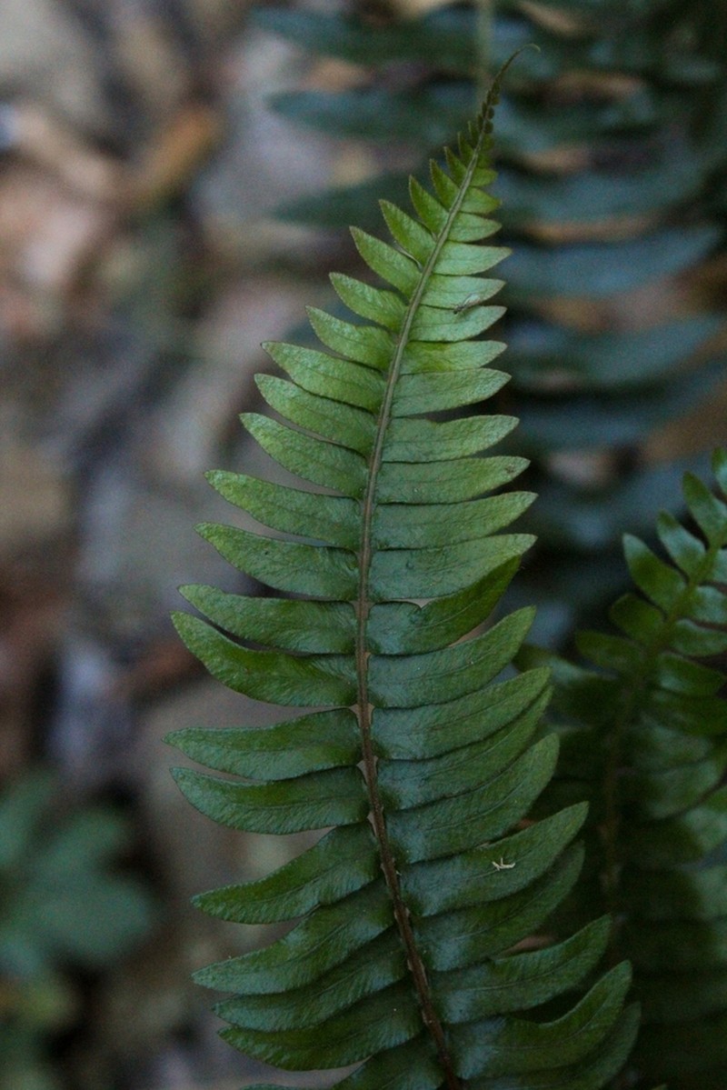 Blechnum hastatum photo 5
