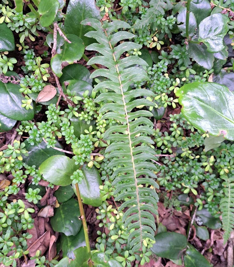 Blechnum hastatum photo 6