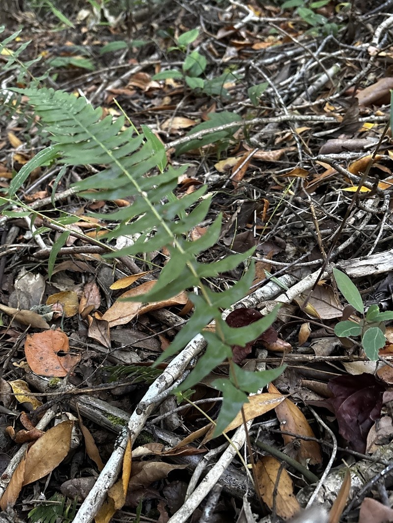 Blechnum hastatum photo 7