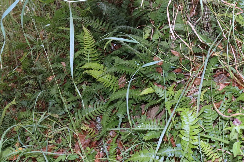 Blechnum hastatum photo 8