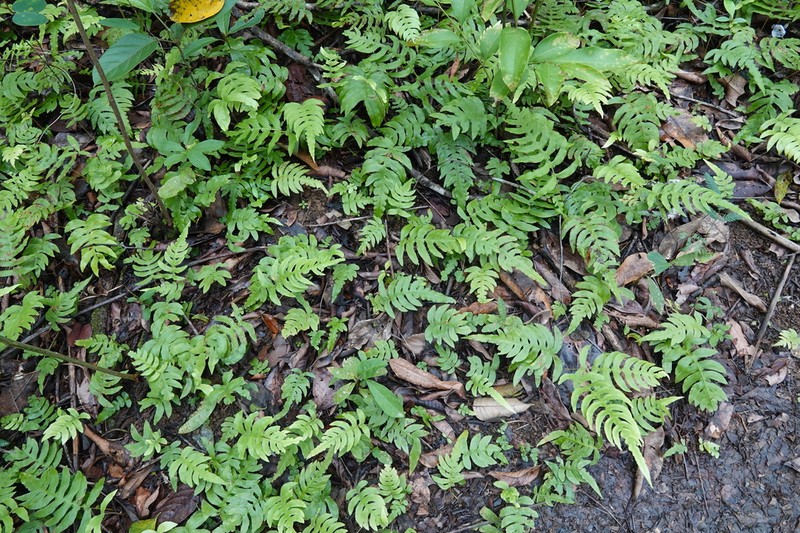Blechnum heringeri