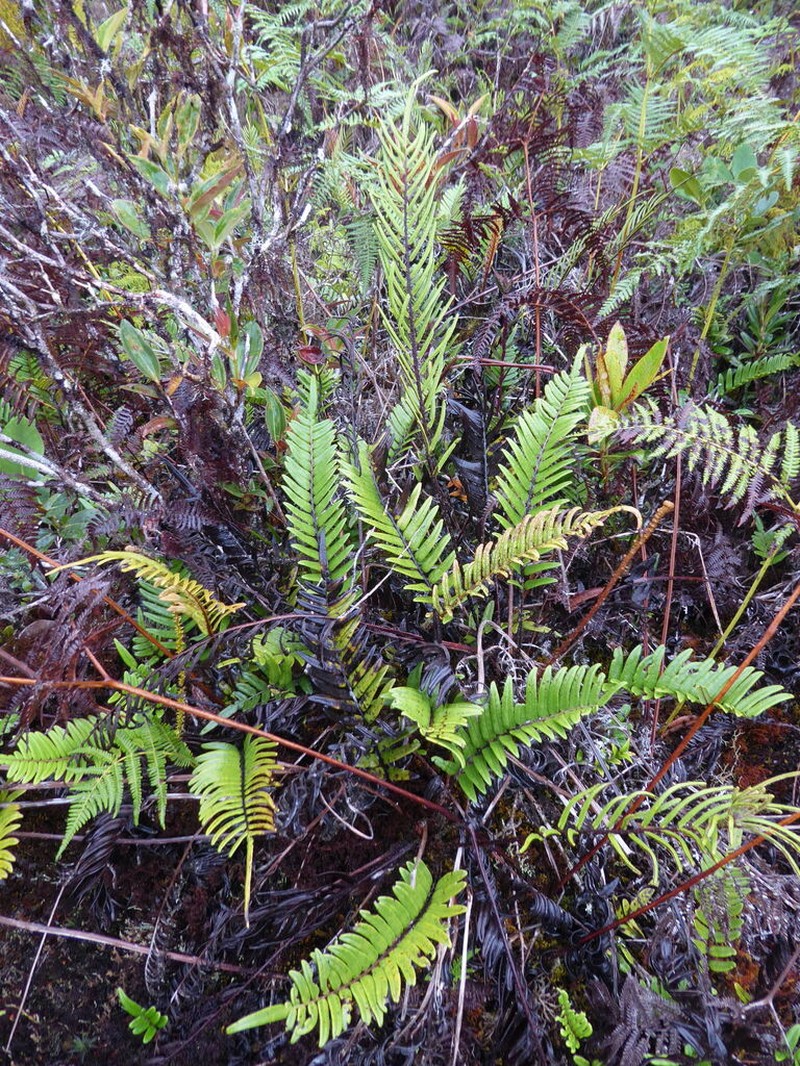 Blechnum hieronymi