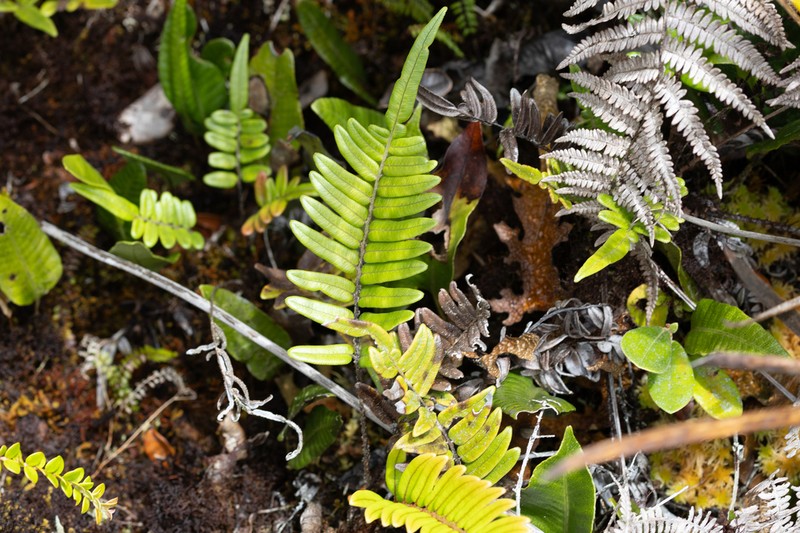 Blechnum hieronymi photo 2