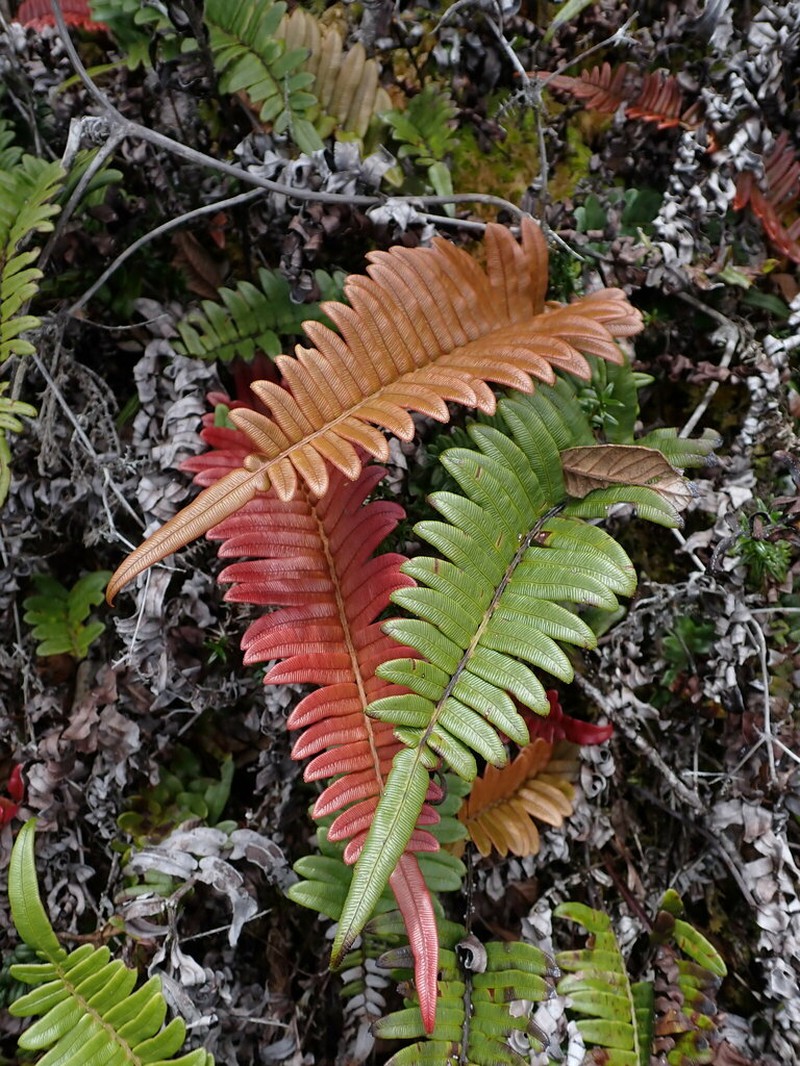 Blechnum hieronymi photo 3