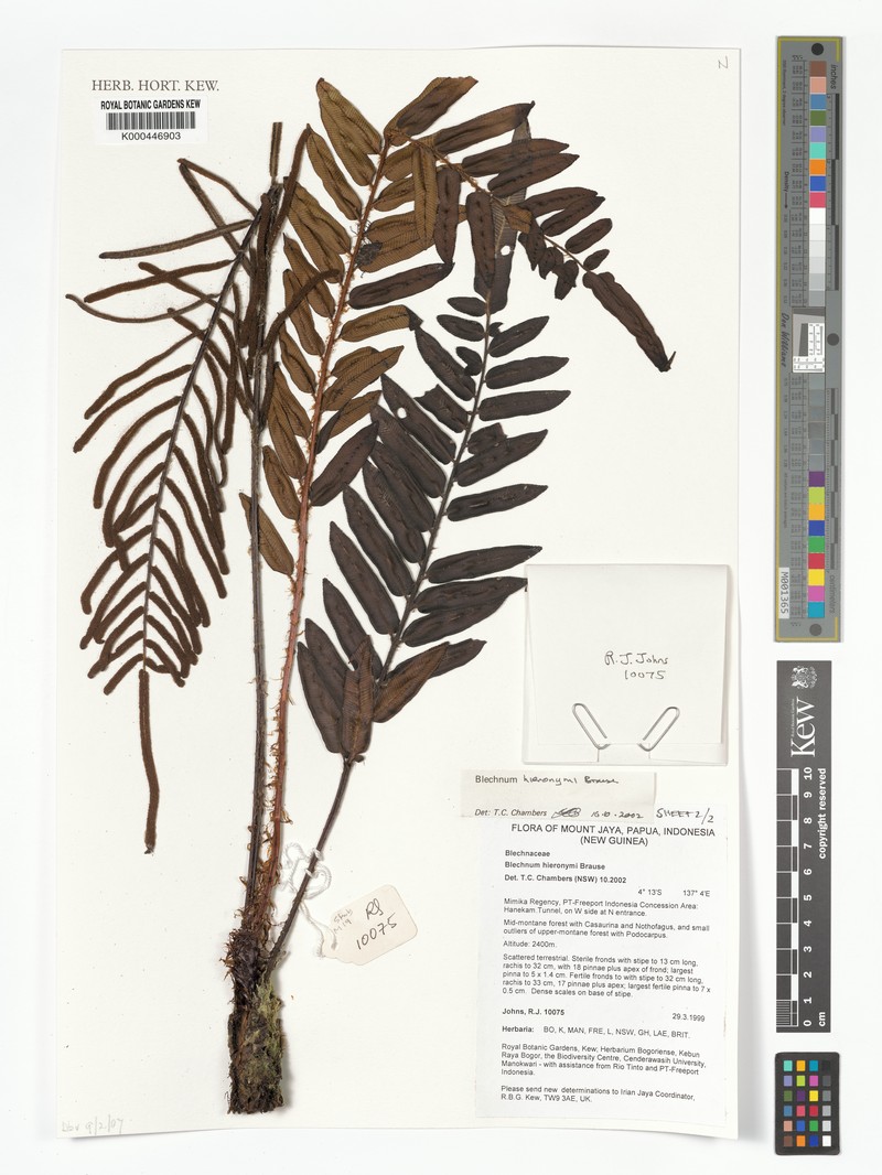 Blechnum hieronymi photo 5
