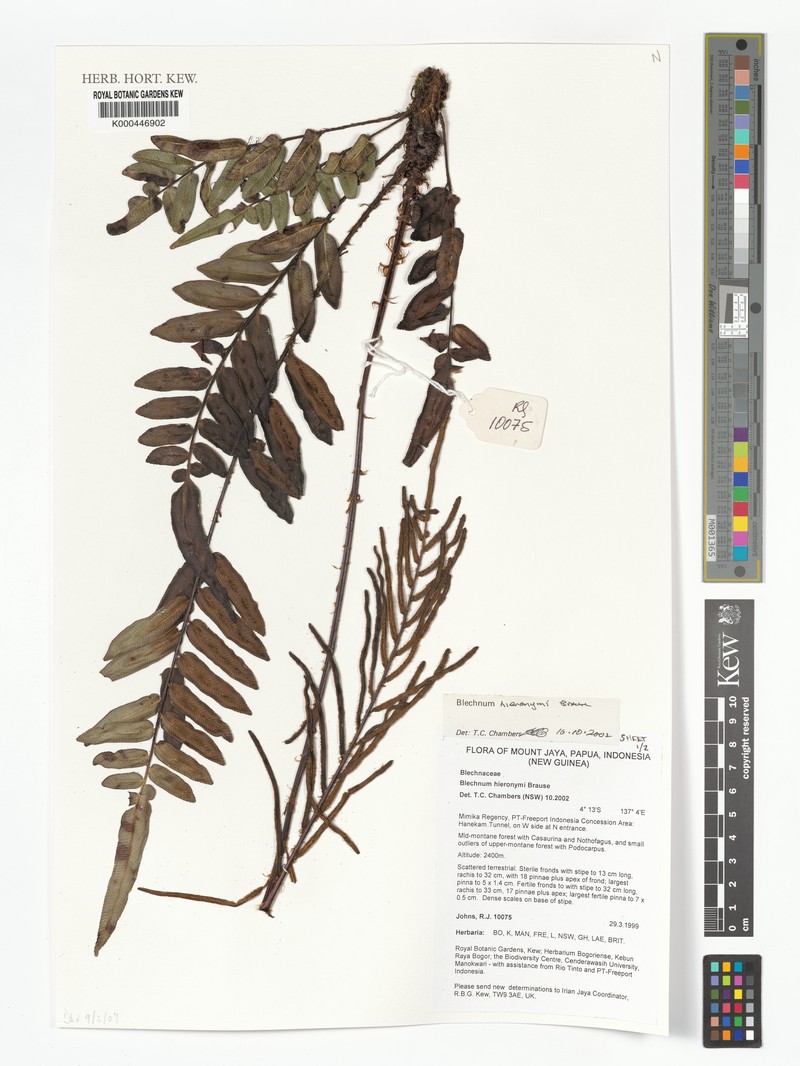 Blechnum hieronymi photo 6