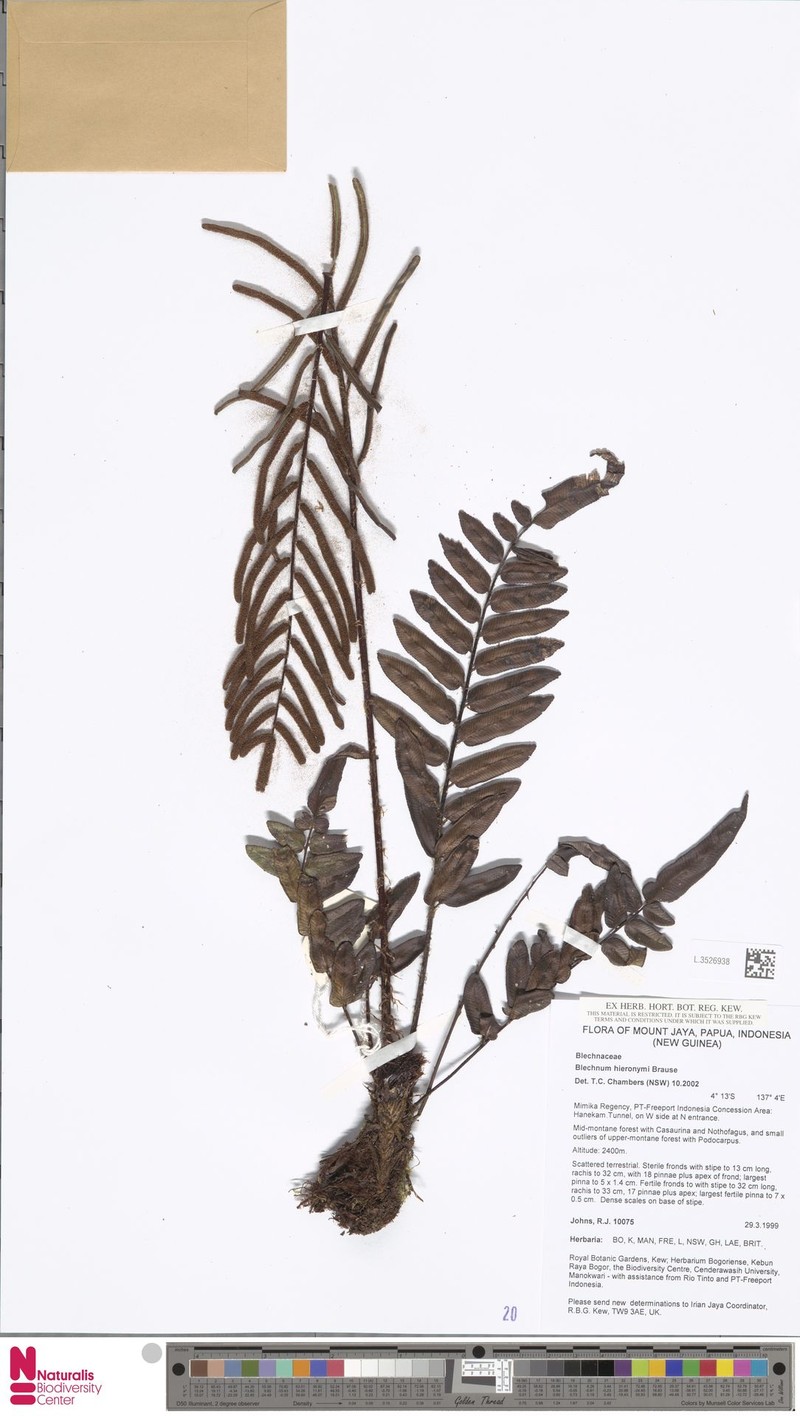 Blechnum hieronymi photo 7
