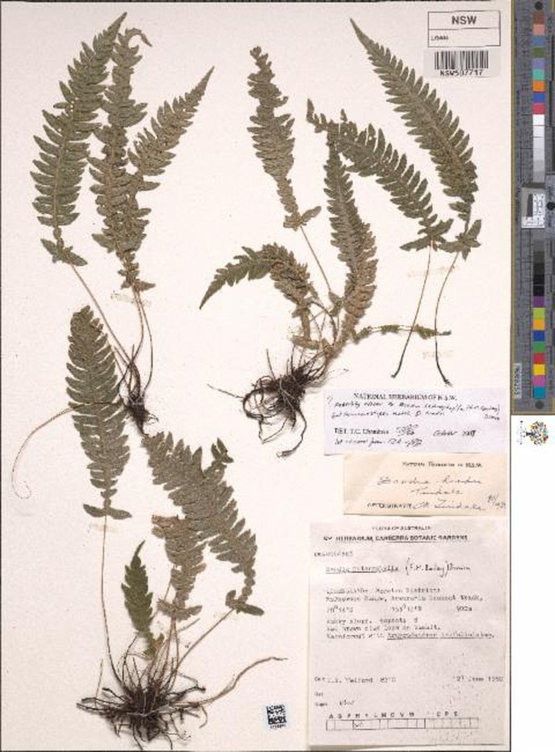 Blechnum hindii