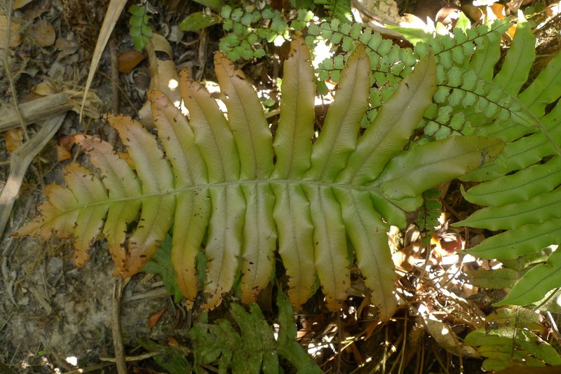 Blechnum hirsutum photo 2