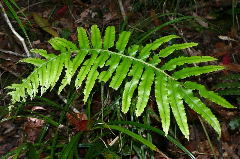 Blechnum hirsutum photo 3