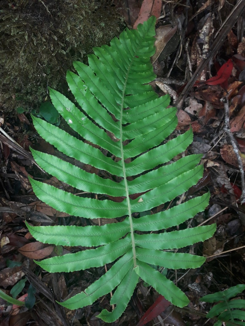 Blechnum hirsutum photo 6