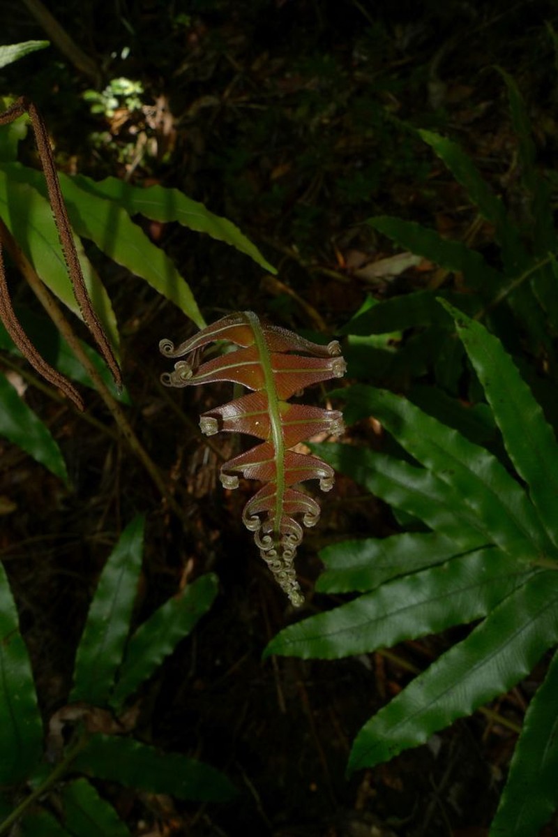 Blechnum hirsutum photo 7