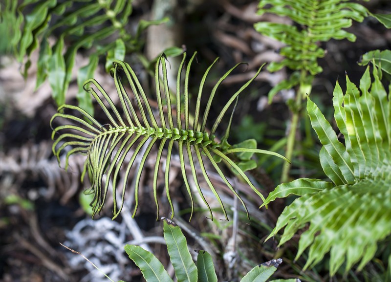 Blechnum howeanum