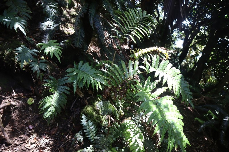 Blechnum howeanum photo 2