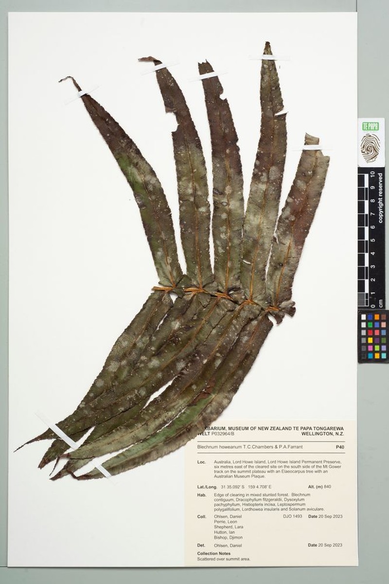 Blechnum howeanum photo 3