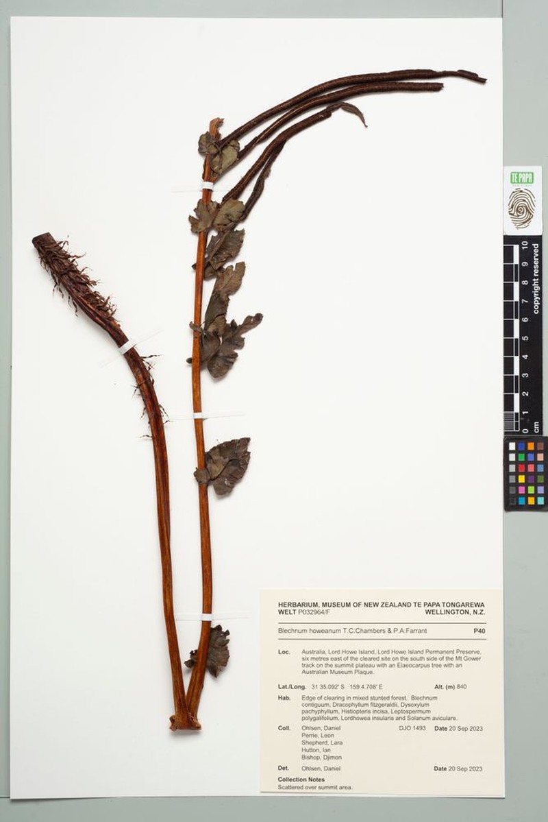 Blechnum howeanum photo 4