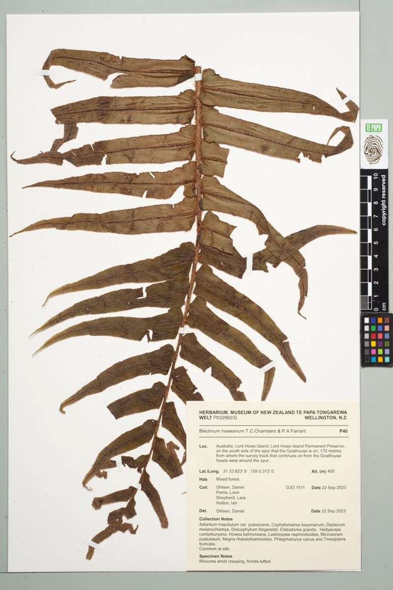 Blechnum howeanum photo 6