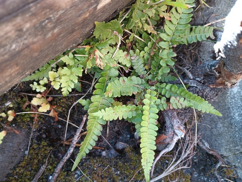Blechnum inflexum