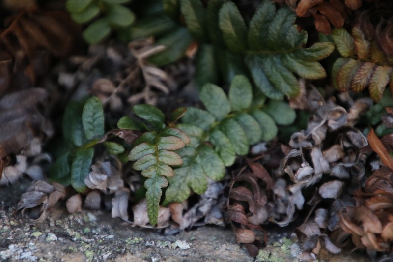 Blechnum inflexum photo 2