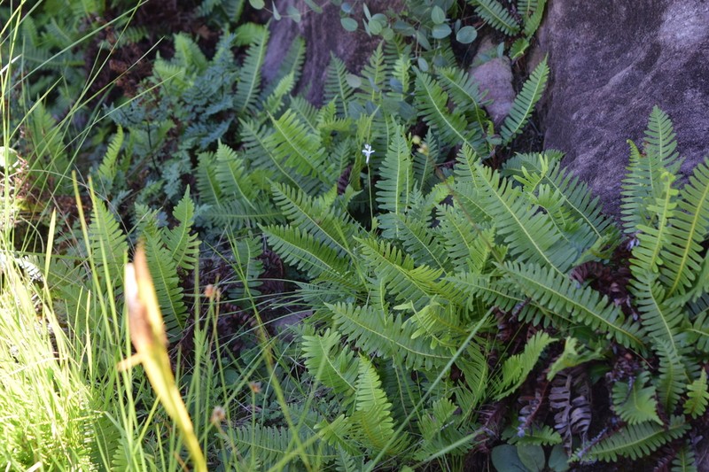 Blechnum inflexum photo 3