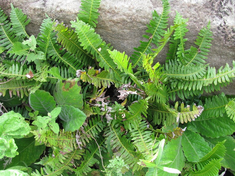 Blechnum inflexum photo 4
