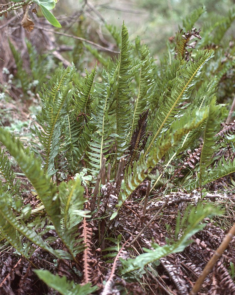 Blechnum inflexum photo 5