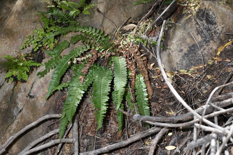 Blechnum inflexum photo 6