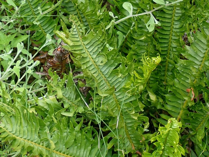Blechnum inflexum photo 7